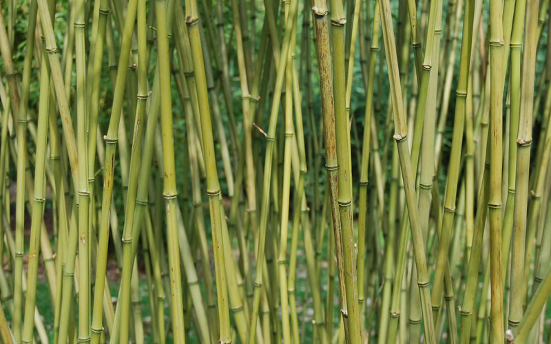 Stone Bamboo