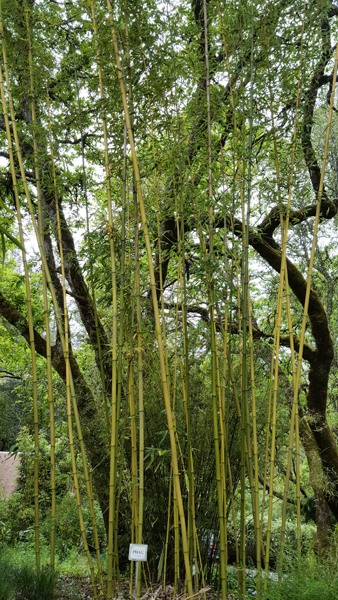 Stone Bamboo