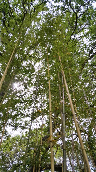 Stone Bamboo