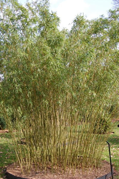 Stone Bamboo
