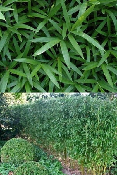 Humilis Hedge Bamboo