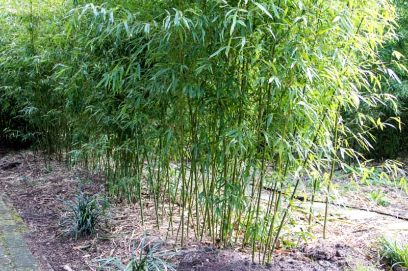 Humilis Hedge Bamboo