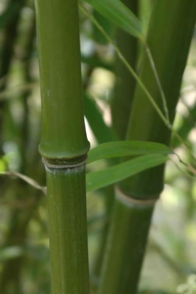 Humilis Hedge Bamboo