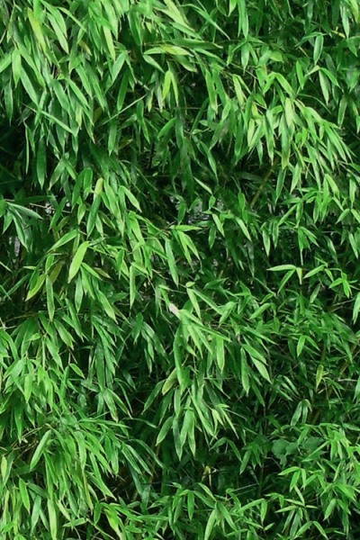 Humilis Hedge Bamboo