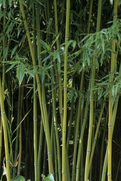Humilis Hedge Bamboo