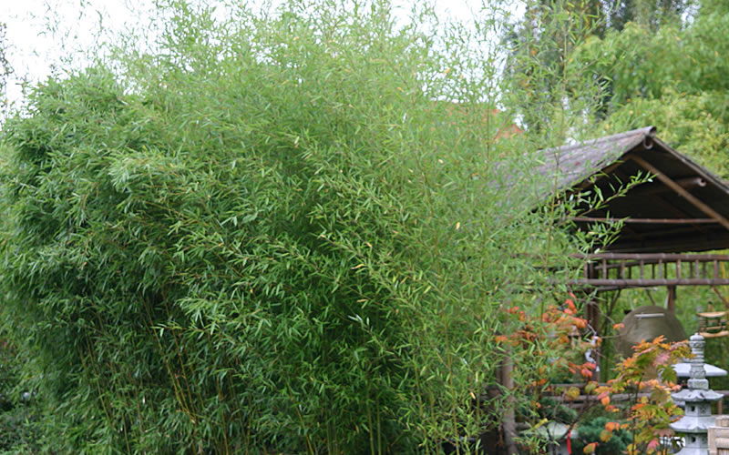 Humilis Hedge Bamboo