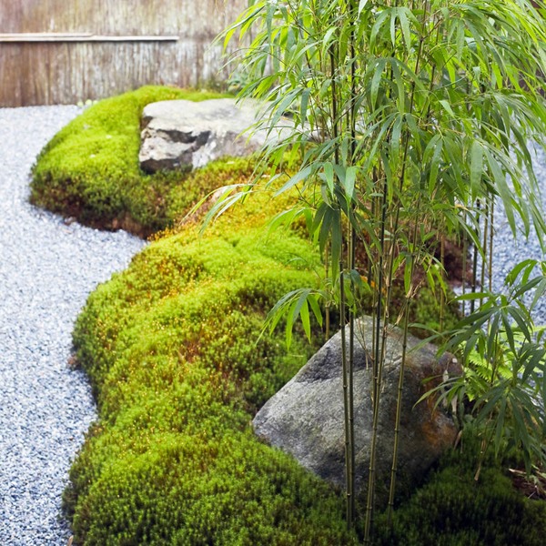 Humilis Hedge Bamboo