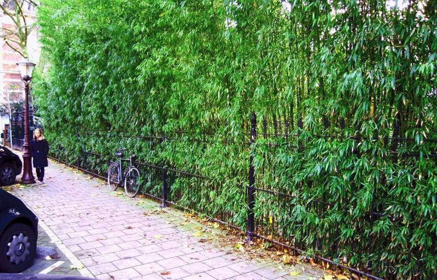 Humilis Hedge Bamboo