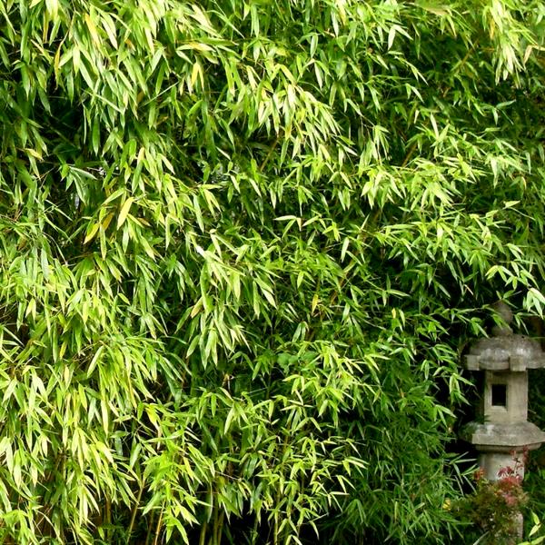 Humilis Hedge Bamboo