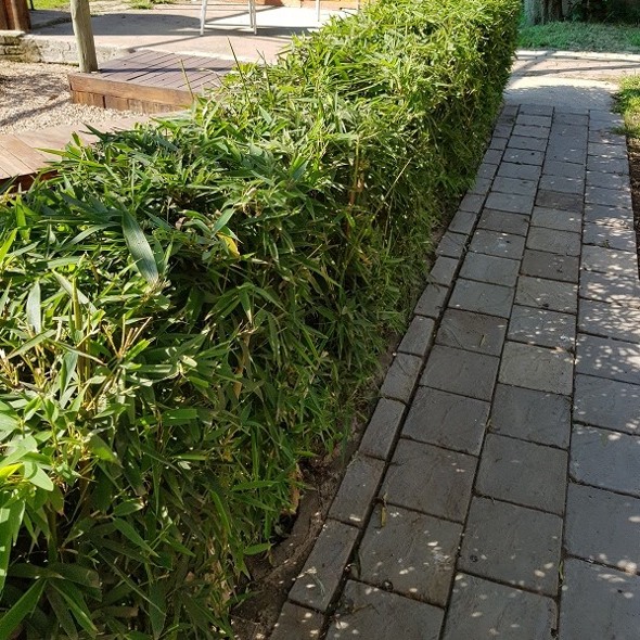 Humilis Hedge Bamboo
