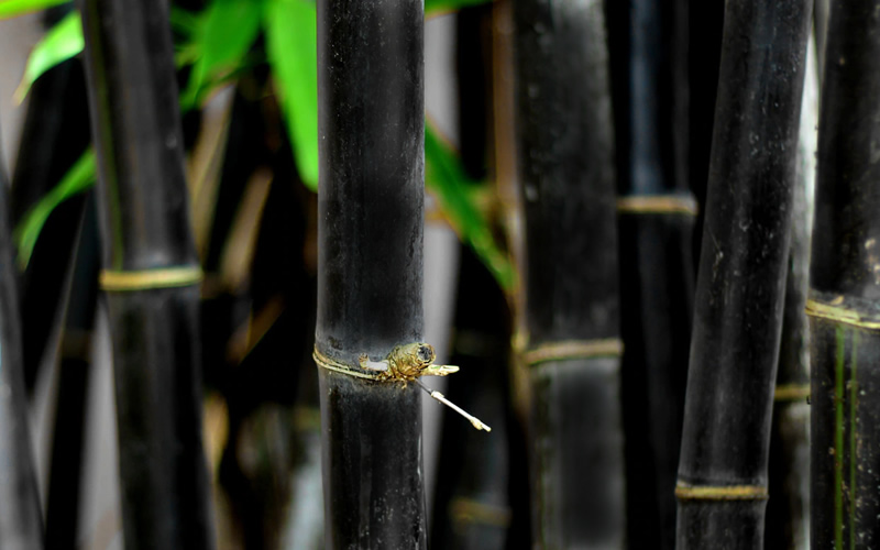 Black Bamboo