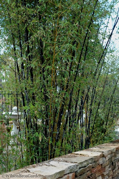 Growing The Black Bamboo Phyllostachys Nigra Perennial Evergreen