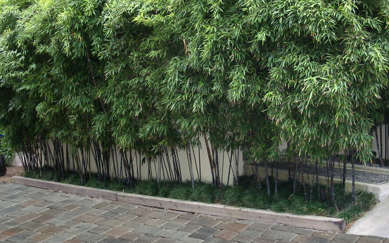 Black Bamboo
