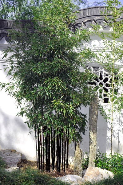 Black Bamboo