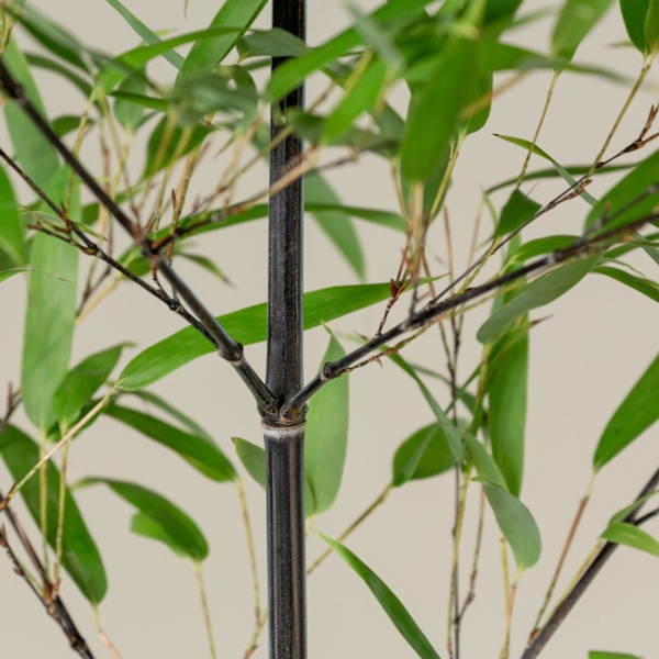 Black Bamboo