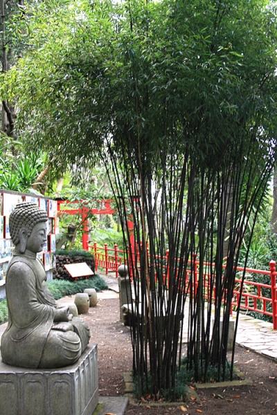 Black Bamboo