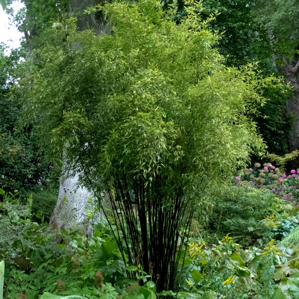 Black Bamboo