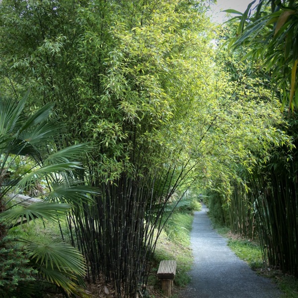 Black Bamboo