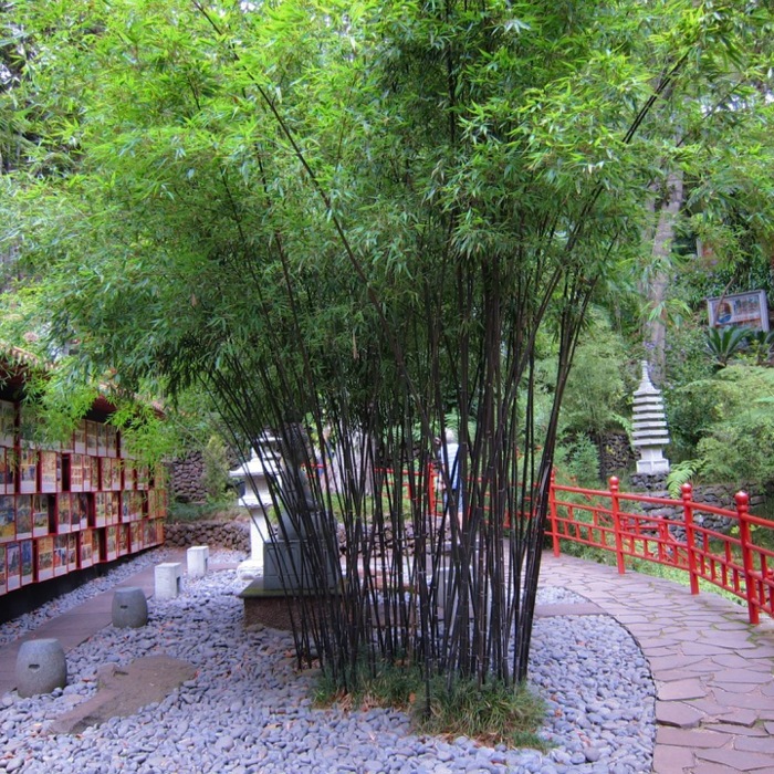 Black Bamboo