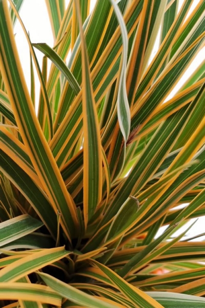 Evercolor Everglow Carex