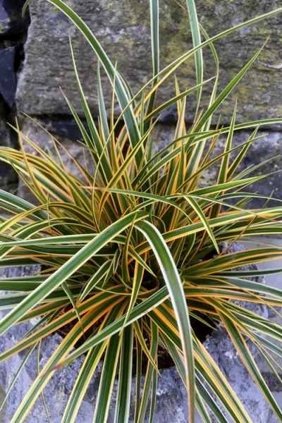 Evercolor Everglow Carex
