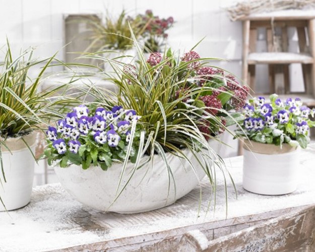 Evercolor Everglow Carex