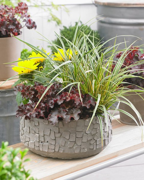 Evercolor Everglow Carex