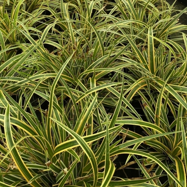 Evercolor Everglow Carex