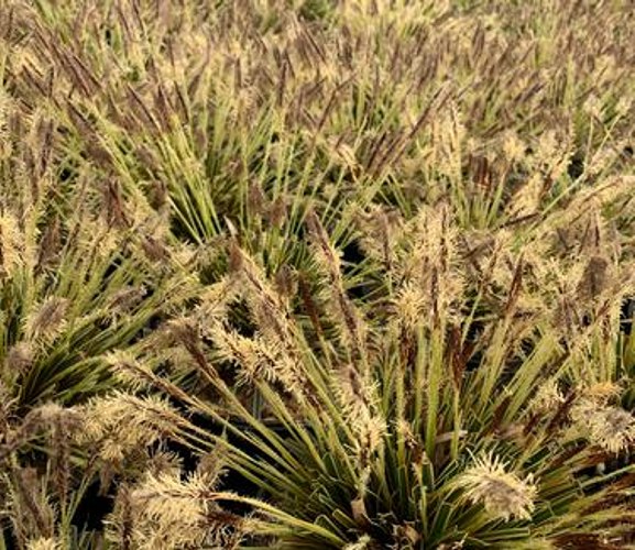 Evercolor Everglow Carex