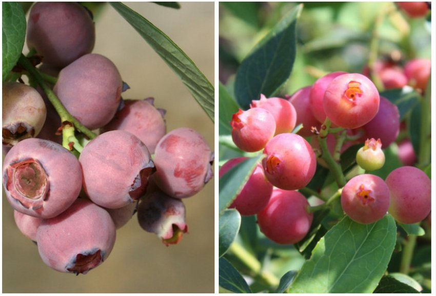 Pink Lemonade Blueberry