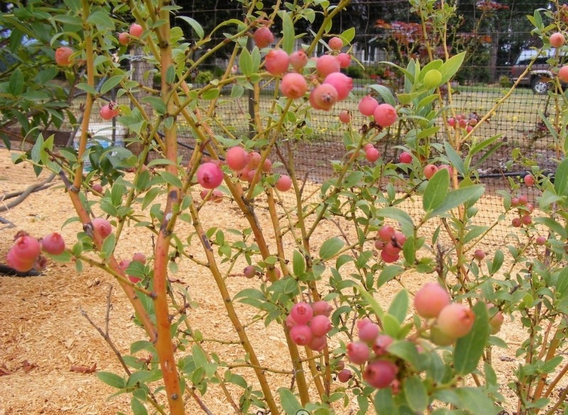 Pink Lemonade Blueberry