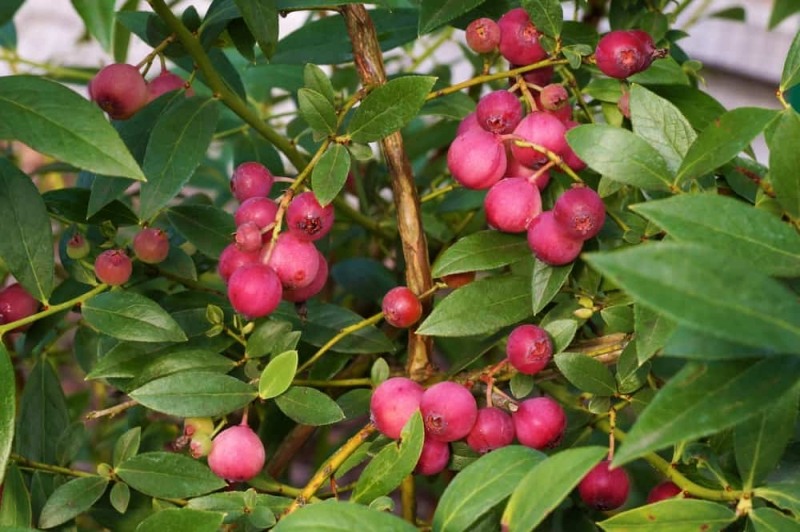 Pink Lemonade Blueberry