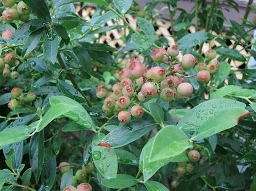 Pink Lemonade Blueberry
