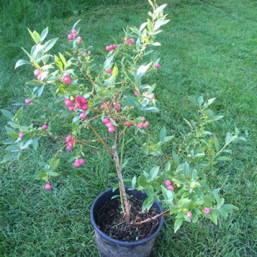 Pink Lemonade Blueberry