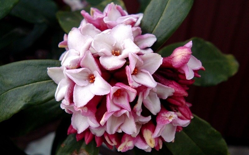 Greenleaf Pink Winter Daphne