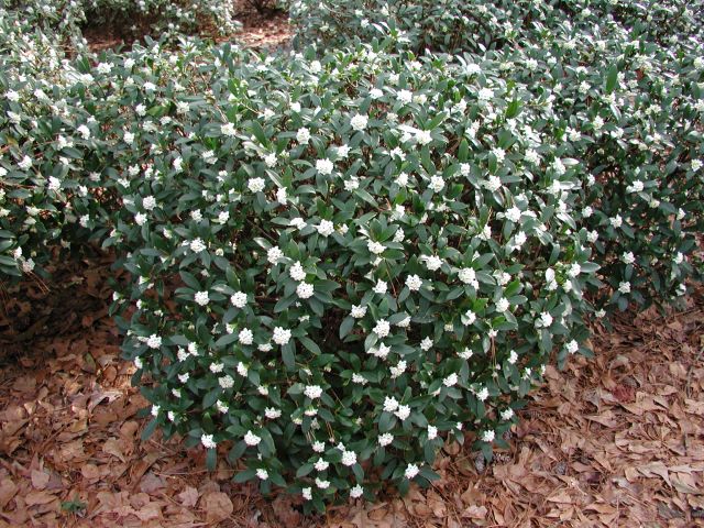 Greenleaf Pink Winter Daphne