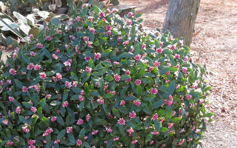 Greenleaf Pink Winter Daphne