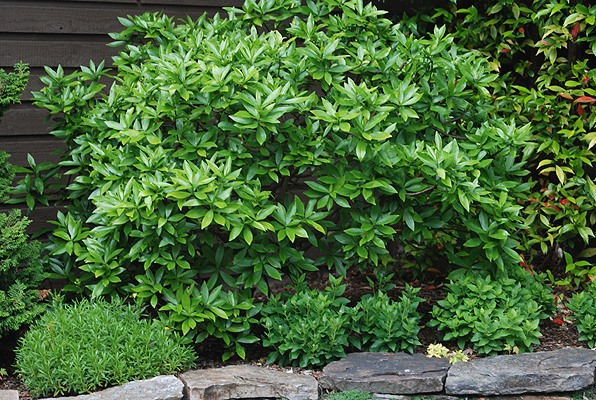 Greenleaf Pink Winter Daphne