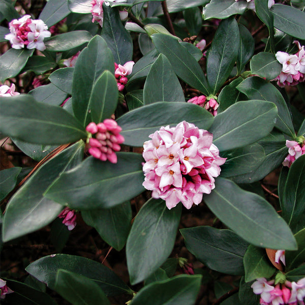 Greenleaf Pink Winter Daphne