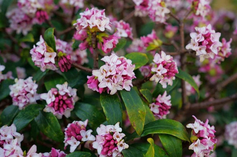 Greenleaf Pink Winter Daphne