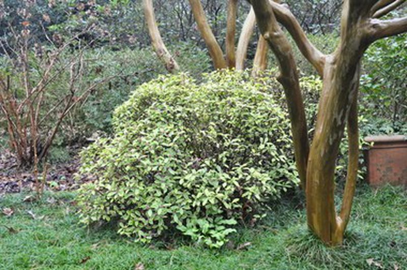 Greenleaf Pink Winter Daphne
