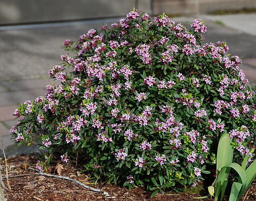 Lawrence Crocker Dwarf Daphne
