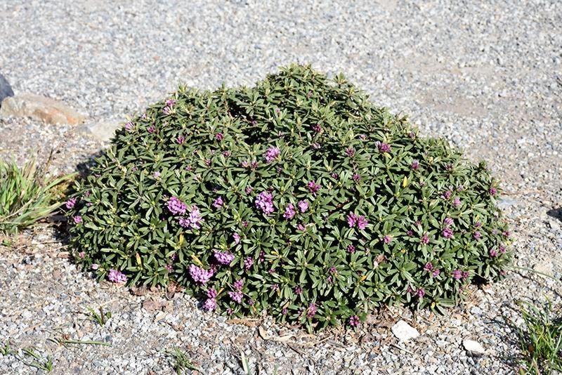 Lawrence Crocker Dwarf Daphne