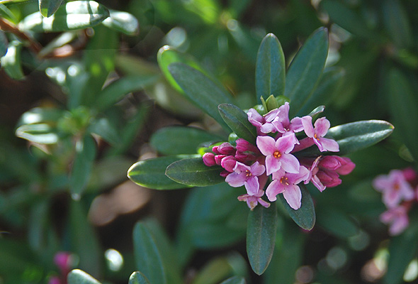 Lawrence Crocker Dwarf Daphne