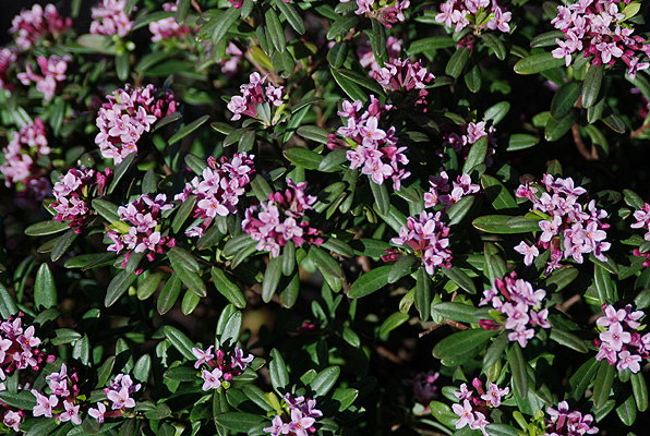 Lawrence Crocker Dwarf Daphne