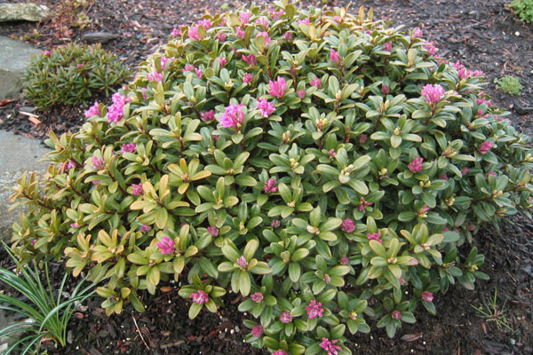 Lawrence Crocker Dwarf Daphne