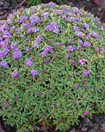 Lawrence Crocker Dwarf Daphne