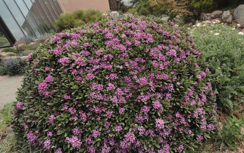 Lawrence Crocker Dwarf Daphne