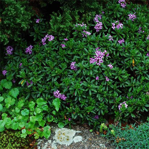Lawrence Crocker Dwarf Daphne