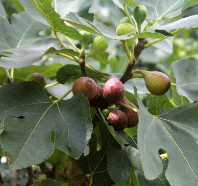 Texas Everbearing Fig Tree